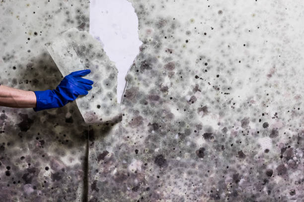 Certified Mold Removal in Amelia Court House, VA