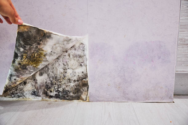 Best Black Mold Removal  in Amelia Court House, VA